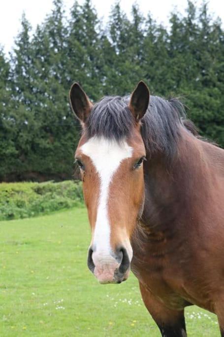 Gite : La Cochetiere : Ancienne Ferme 18Eme Villa Le Grais Eksteriør billede