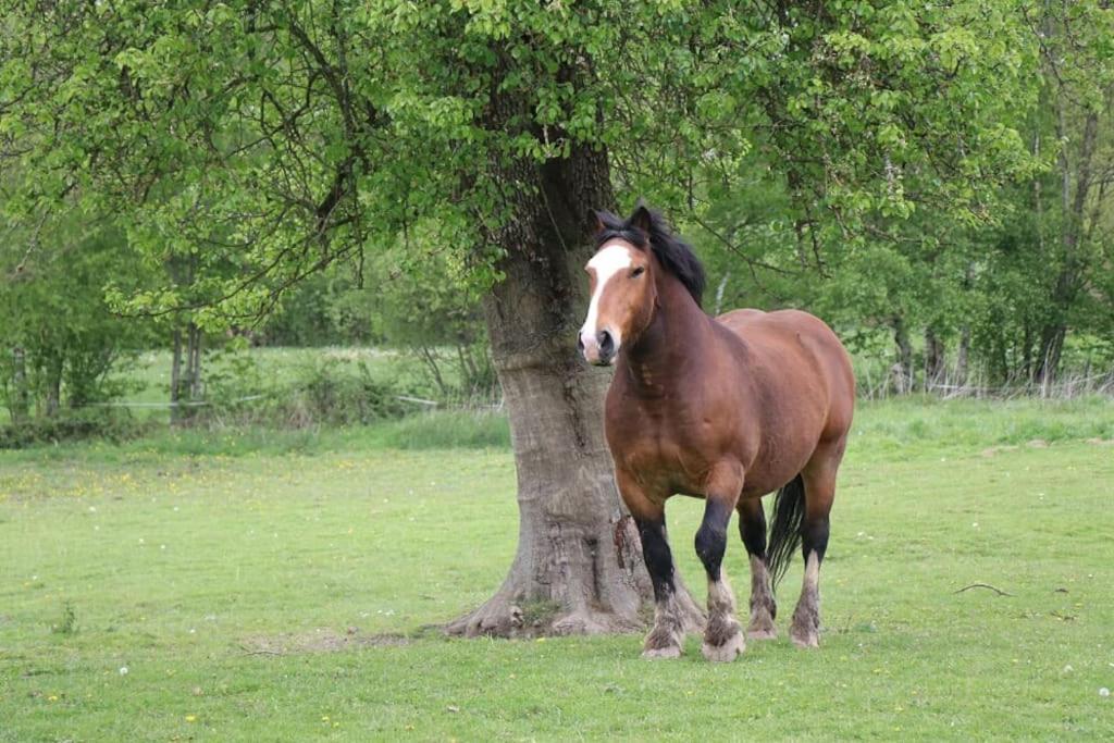 Gite : La Cochetiere : Ancienne Ferme 18Eme Villa Le Grais Eksteriør billede